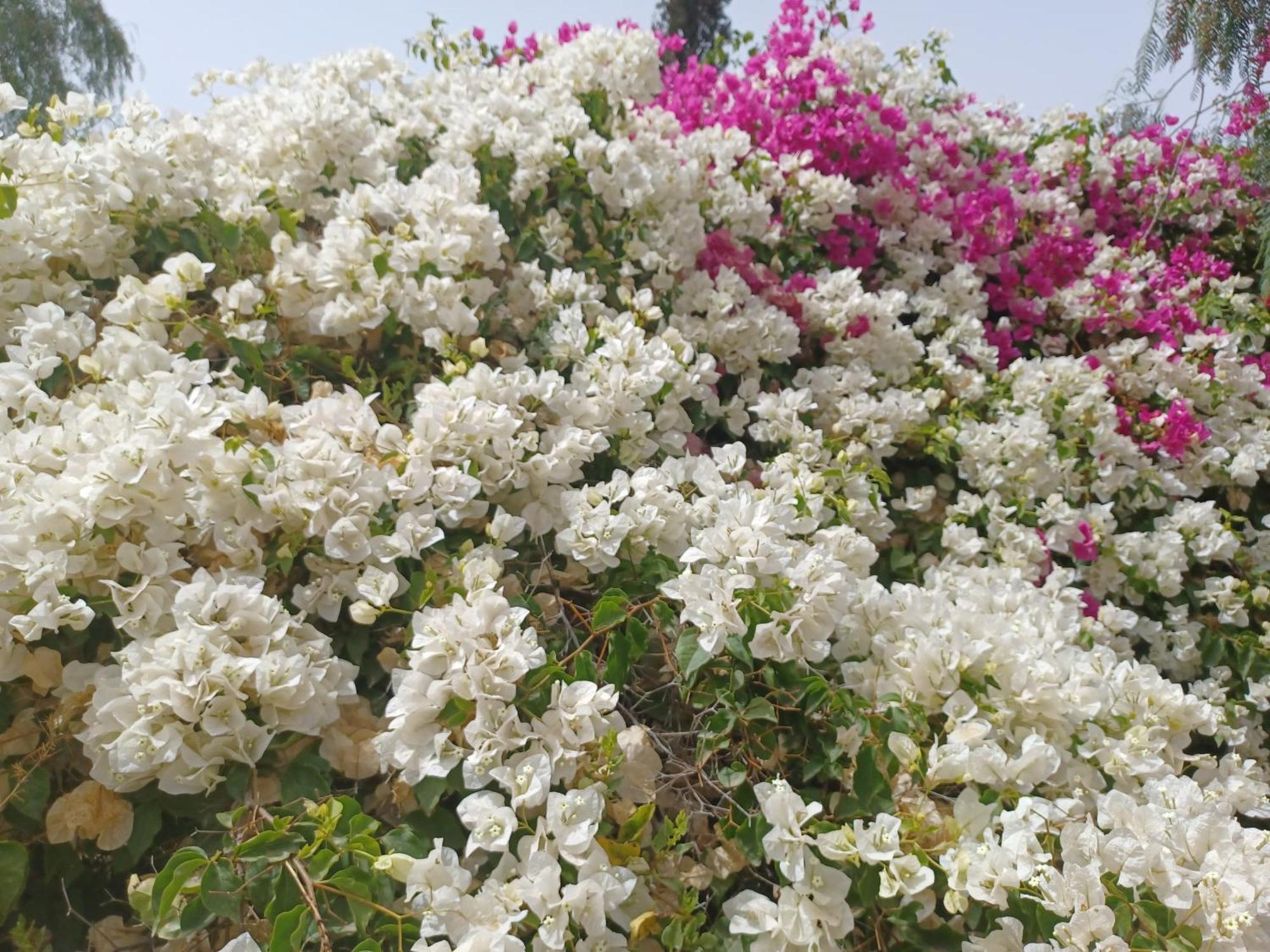 Villa Riad-villa Agadir-taroudant Sidi Boumoussa